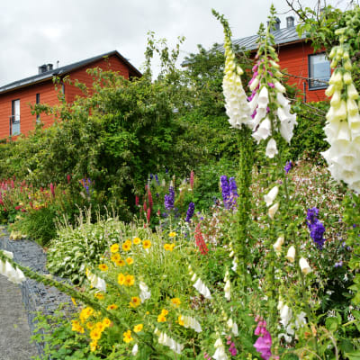 Blommor i August Eklöfs park.