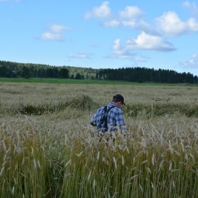 Liggsäd i rågåkern.