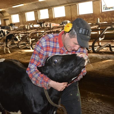 Kalven Maija är nu sju månader och ska om ett och ett halvt år ge mjölk åt sin ägare Johan Wasström.