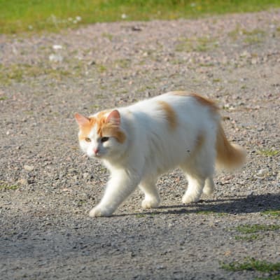 En av katterna på djurhemmet i Barösund.