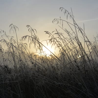 Soluppgång i S:t Karins