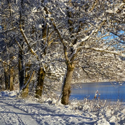 Vinterpromenad i Vasa.