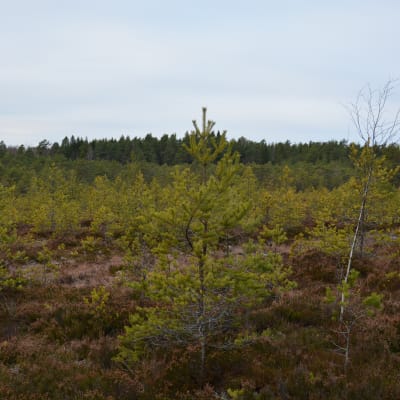 Helt åt skogen i Pomponrahka