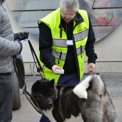 Veterinär Hanna Kukkola kontrollerar om hunden Viking är vaccinerad och har passet i skick.
