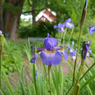 Närbild av blomma.