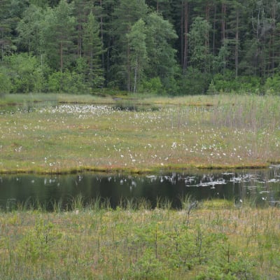 Ängsull i Stora Masugnsträsket i Dalsbruk.