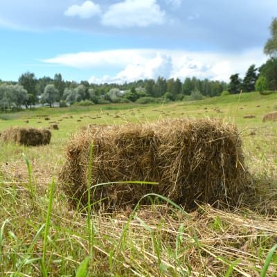 En höbal och flera höbalar i bakgrund i Maren i Borgå.