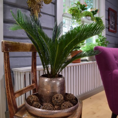 kottepalm