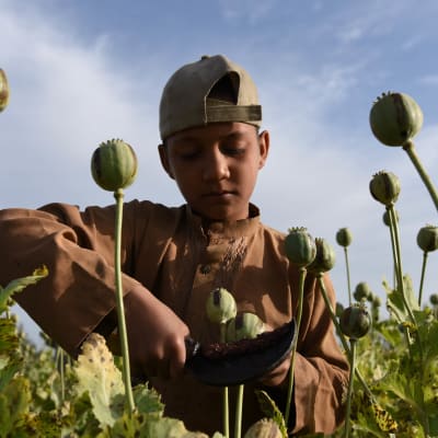Åker med opiumvallmo i Afghanistan i april 2016.