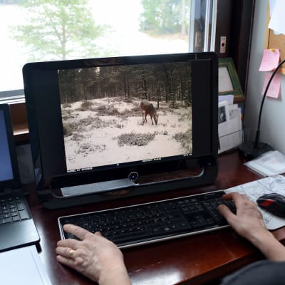 Kvinna ser på djurbilder på sin dator.