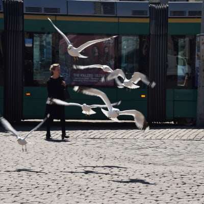 Glupska måsar flyger runt på Esplanaden.