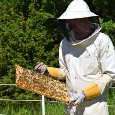 En biodlare håller upp en vaxkaka ur en bikupa. 