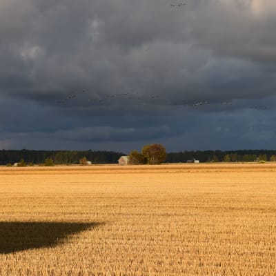 Söderfjärden i magiskt ljus. Möra åskmoln på himlen men ändå lyser solen över de gyllene åkrarna.