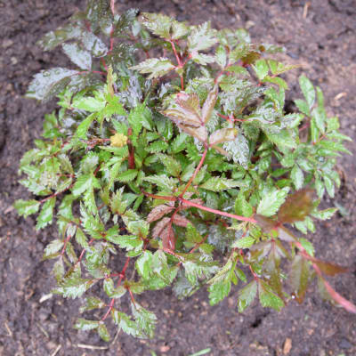 Nyvattnad planta av astilbe