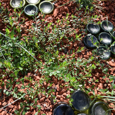 Frodig och grön videplanta 'Salix x aurora' i en rabatt med tegelkrossbädd