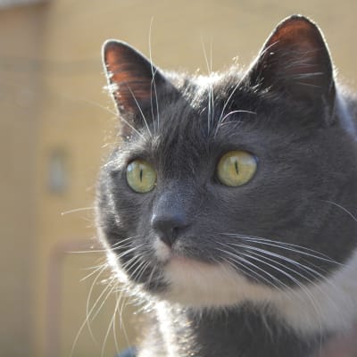 Eija Quinlans katt Zelda, som var bortsprugnen i 3 år (11.04.16)