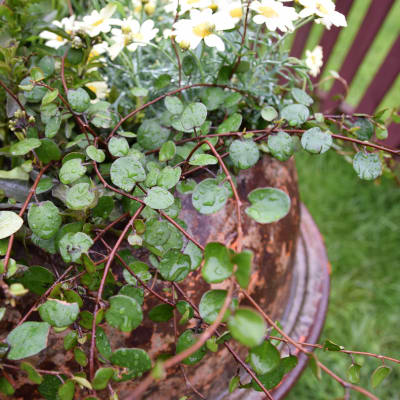Muehlenbeckia