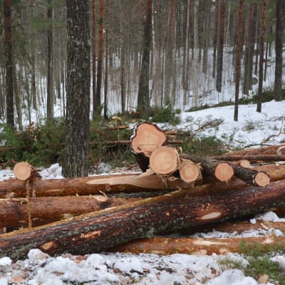 skogsavverkning på kvarnåsen i lovisa 10.03.16