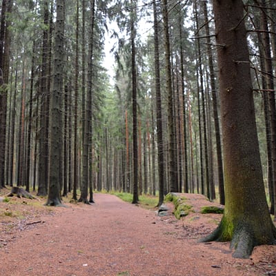 Hammars-gammelbacka-skogen i Borgå