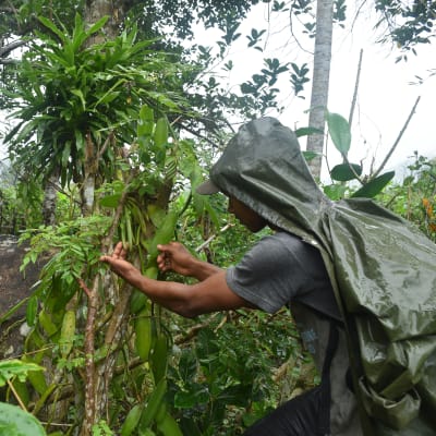 Franco står vid en vaniljeodling nära Marojejy nationalpark och visar upp bönorna.