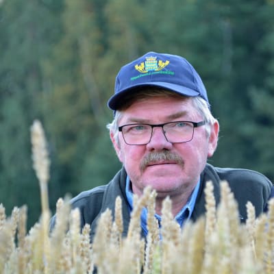 Erik Oljemark på sin veteåker