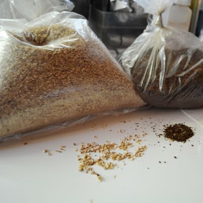 Malt för ölbryggning.