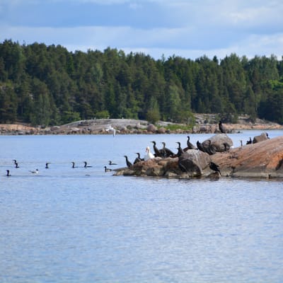 skarvfågel