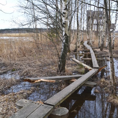 Saboterad naturstig vid fågeltornet i Ruskis i Borgå 2017