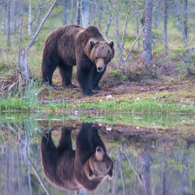 En brunbjörn står vid en skogstjärn och i tjärnen syns en spegelbild av björnen.
