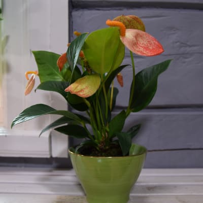 flamingoblomma