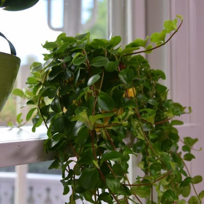 pilea