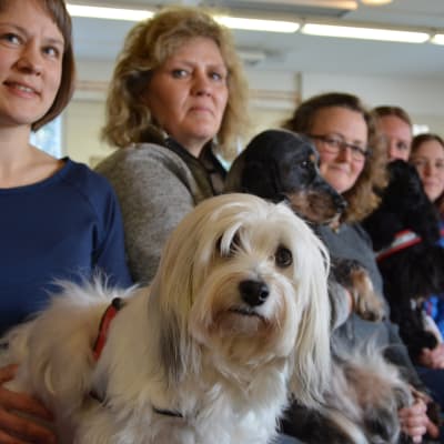 Första utbildningstillfället på Finska Terapihundskolan. Renja Hakala och Cindy, Helena Partanen och Greta, Helena Isuls och Happy, Lena Ånäs och Julius och Johanna Rosendahl.
