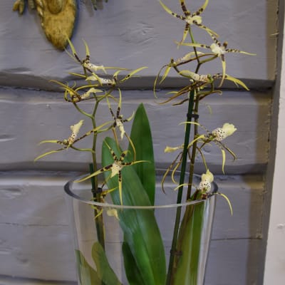 dendrobiumorkidé