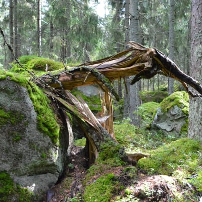 orörd gammal skog