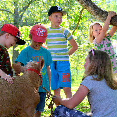 Barn samlade runt en kalv