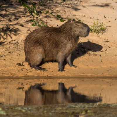 En kapybara, eller ett vattensvin som det också kallas, står vid ett vattendrag i Pantanal i Brasilien. Den är strävhårig och har tjock nos