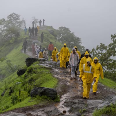 En rad med personer klädda i gula regnkläder går på en kulles rygg. Det är dimmigt och grönt.