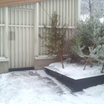 Joulukuusia roskakatoksen vieressä odottamassa jäteautoa.