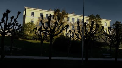 Park, träd som kastar skuggor över en byggnad