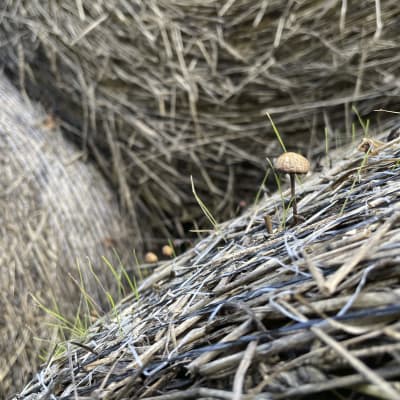 Sieniä ja heinää kasvaa ylivuotisen heinäpaalin pinnalla.