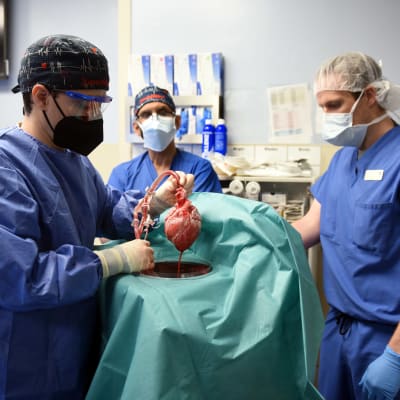 Kirurgi pitää kädessään leikkauksessa käytettävää sian sydäntä.
