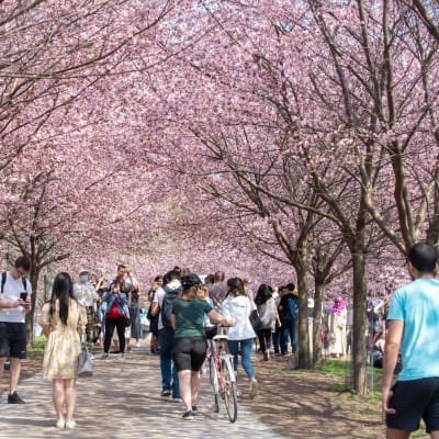 Människor promenerar under körsbärsträd som blommar.