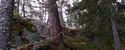 Skog och berg, trädstammar och mossa. Höstlig regnig stämning.