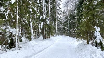 En plogad väg genom en snöig granskog.