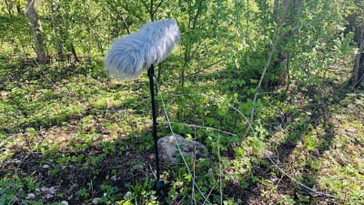 En stor lurvig mikrofon på en stång mitt i skogen.