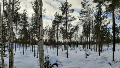 Ungskog i Pickala, Sjundeå. Tallar och några björkar.