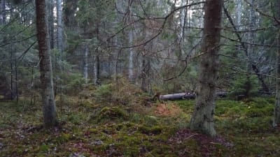 Granskog med mycket död ved i novembermörker. Mossa.