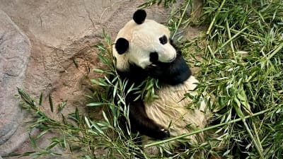 En panda äter bambu.