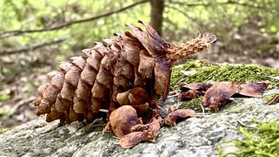 En grankotte på en mossig sten, i bakgrunden skog. Kotten är delvis uppäten av en ekorre.