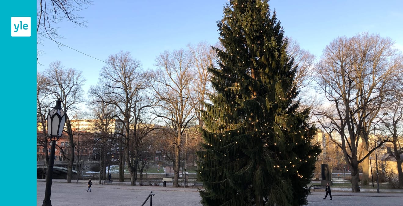 Landets främsta julgran är sned vi tog reda på varför Åboland